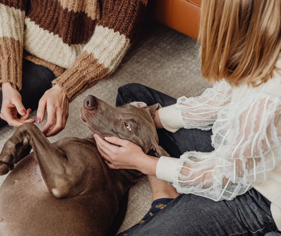 carpet flooring for Orchard Park, NY winters
